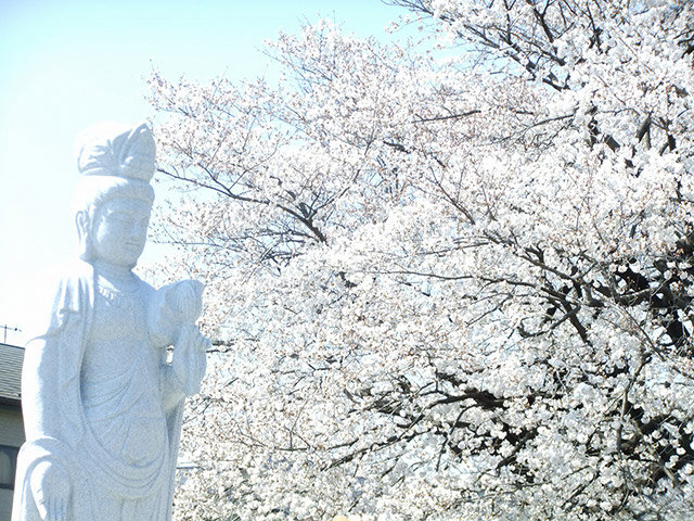 観音寺の墓苑に咲く満開の桜
