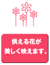 供える花が美しく映えます。