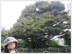 旧細川邸のシイの木の写真