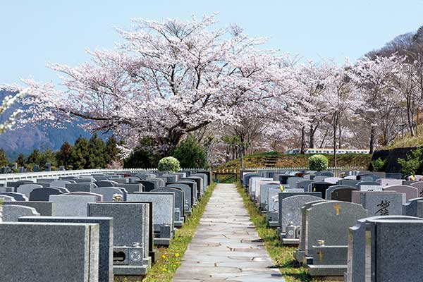 ハーブガーデンから望む桜の木々