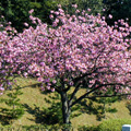 比叡山延暦寺大霊園　春の季節の花々　八重サクラ