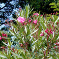 比叡山延暦寺大霊園　夏の季節の花々　夾竹桃