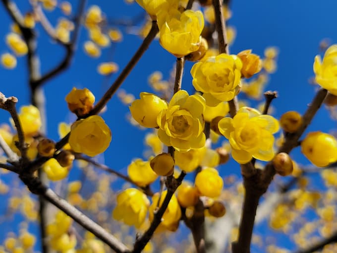 ロウバイの花（2022年1月16日　府中郷土の森にて撮影）