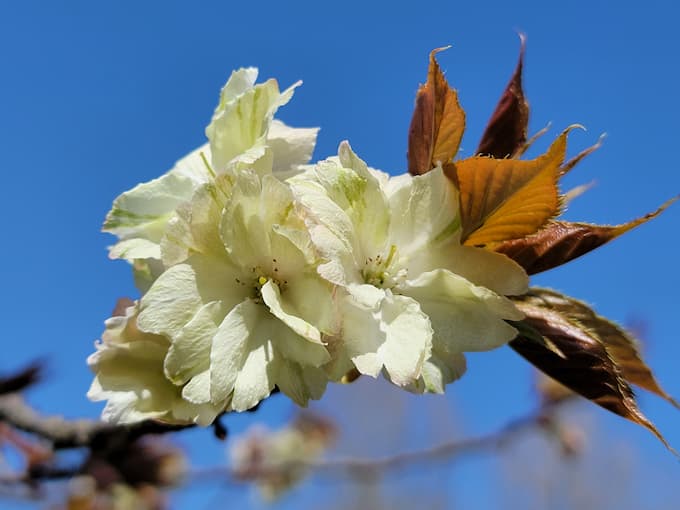 鬱金桜