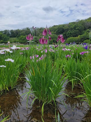 花菖蒲