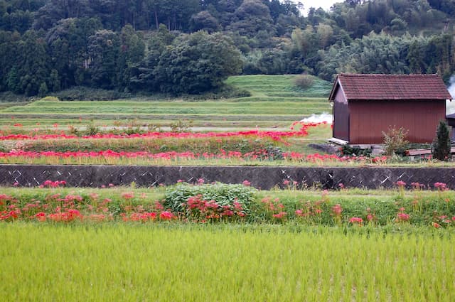 あぜ道に咲く彼岸花