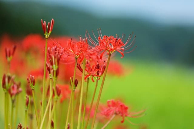 彼岸花の花とつぼみ