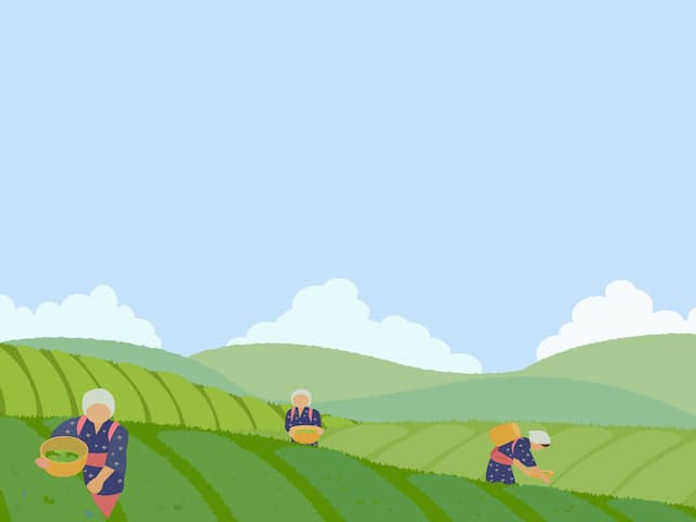 茶摘みの風景