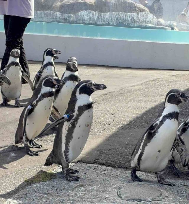 【お散歩するペンギン】